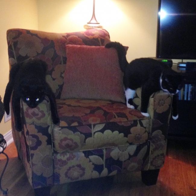 Cách lũ mèo ngồi ghế sô pha
