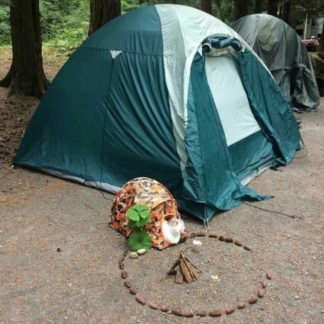 Cắm trại với mèo