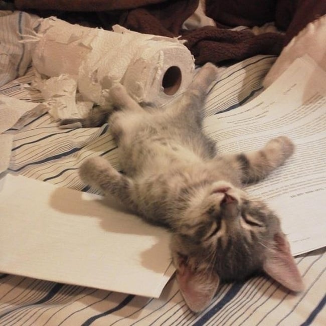 Mèo con cảm thấy mệt mỏi sau khi phá tan tành cuộn giấy