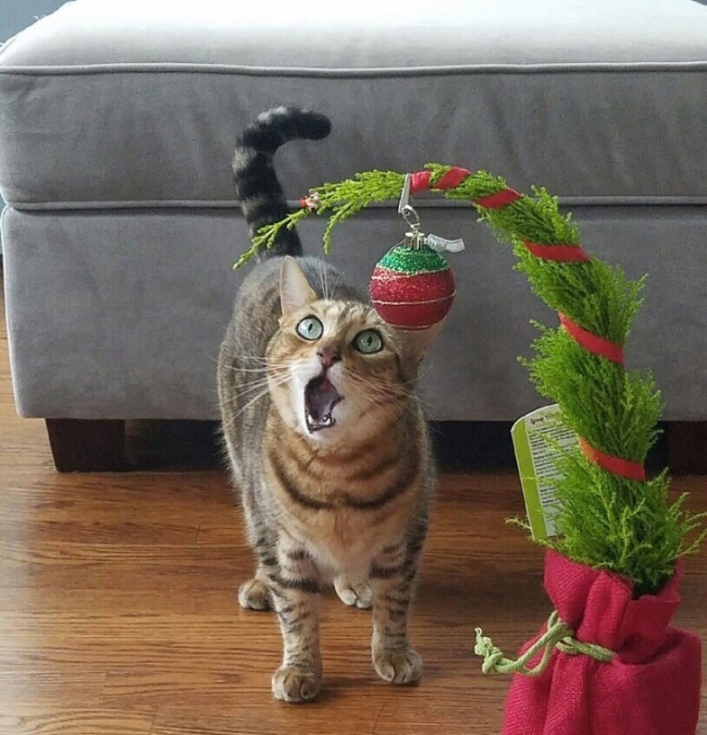 Kỳ Giáng sinh đầu tiên của chú mèo