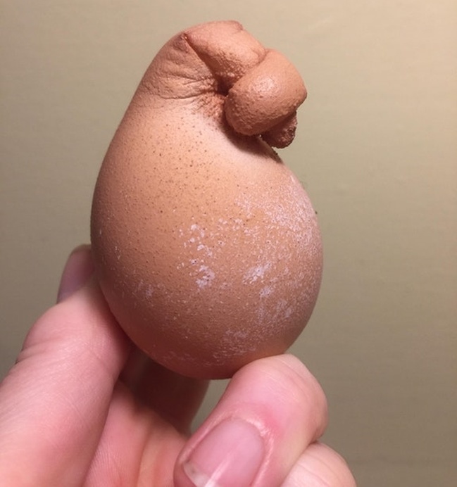 Một con gà của tôi đã đẻ quả trứng này sáng nay