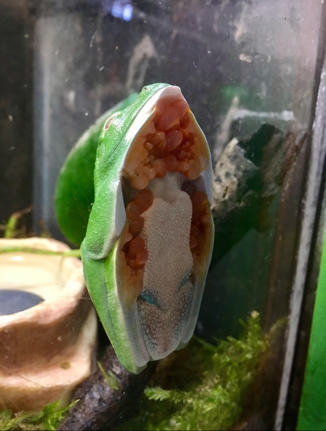 Một con ếch xanh ốp sát vào cửa kính