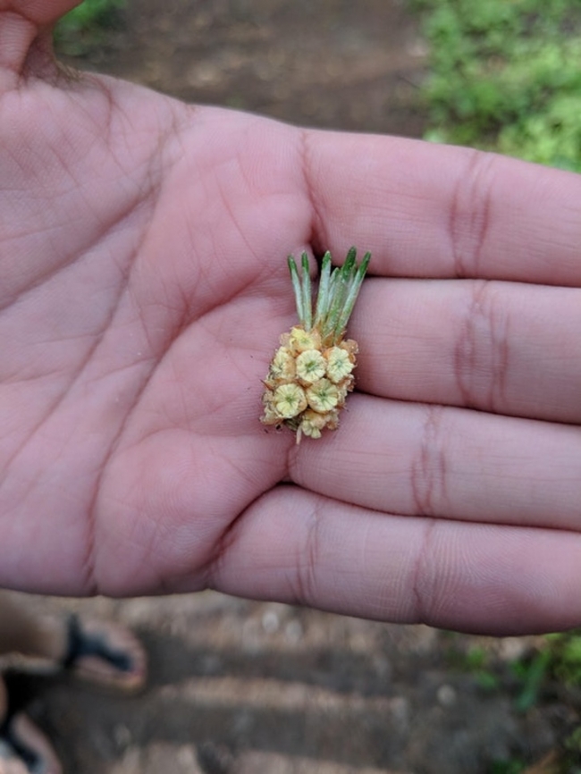 Một hạt giống trông như một quả dứa mini