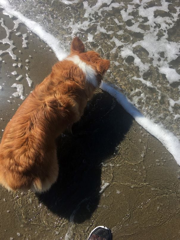 Chú chó với chỏm lông trùng khớp hoàn toàn với sóng biển