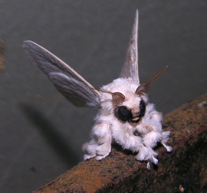 Ngài lông xù Venezuela (Venezuela poodle moth) 