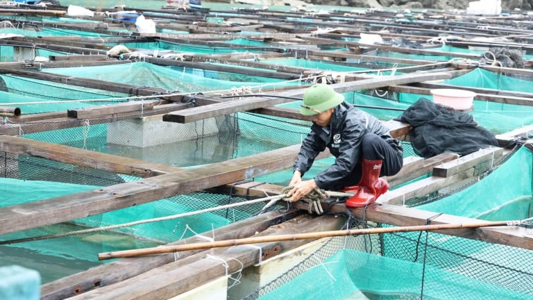 Hơn 1.300 tàu cá ở Vân Đồn đã vào nơi tránh trú an toàn