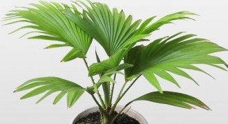 3 loại cây dễ trồng và chăm sóc giúp làm sạch không khí trong nhà