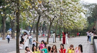 300 cây hoa ban của núi rừng Tây Bắc sẽ được trưng bày tại Bảo tàng Hà Nội