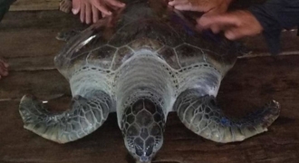 Ngư dân Cà Mau thả cá thể rùa biển nặng 60kg về môi trường tự nhiên