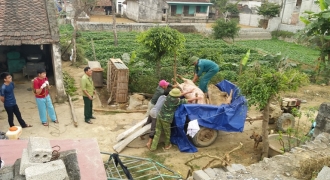 Thanh Hóa: Dịch tả lợn Châu phi tiếp tục lây lan đến huyện Hậu Lộc