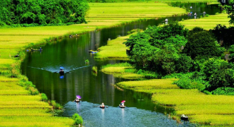 Địa điểm ngắm ‘Mùa vàng Tam Cốc’ đẹp nhất Ninh Bình