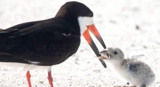 Từ bức ảnh chim mẹ mớm cho con ăn đầu lọc thuốc lá: Đừng coi môi trường là chiếc gạt tàn khổng lồ