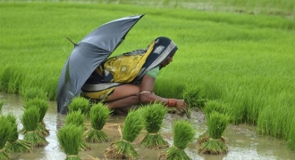 Hàng loạt nữ nông dân Ấn Độ triệt sản ở độ tuổi 20 để dành sức lao động