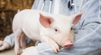 Bác sĩ Anh: Tim lợn có thể được sử dụng cấy ghép cho người trong 3 năm nữa
