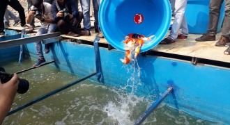 Cá Koi Nhật Bản được thả tại sông Tô Lịch sau thời gian xử lý ô nhiễm
