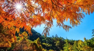 Đài Loan mùa thu, đi đâu thưởng ngoạn mùa lá đỏ?