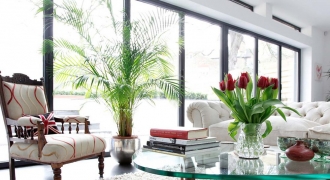 Cây xanh có thực sự giúp không khí trong nhà trong lành hơn?