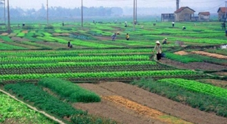 Dừng phân lô, tách thửa đối với đất nông nghiệp ở Hà Nội