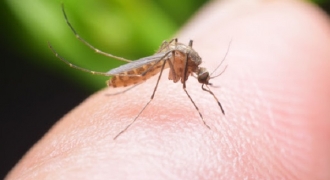 Rộ tin muỗi đốt làm lây nhiễm Covid-19, sự thật thế nào?