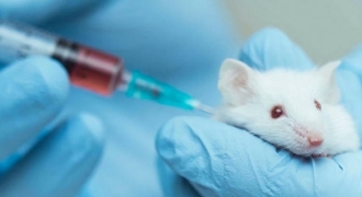 Việt Nam thử nghiệm tiêm vắc-xin phòng COVID-19 trên chuột