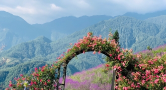 Thung lũng hoa hồng lớn nhất Việt Nam tại Sun World Fansipan Legend 