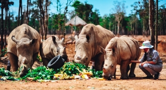 Gặp gỡ những tê giác con “quốc tịch Việt” ở Vinpearl Safari