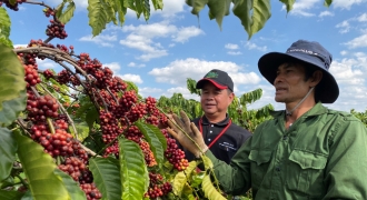 Nestlé giúp nông dân đổi phương thức canh tác cà phê truyền thống qua NESCAFÉ Plan