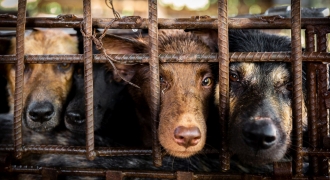 Một triệu chữ ký để chấm dứt nạn buôn bán thịt chó mèo ở Đông Nam Á