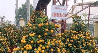Giá tăng mạnh, lái buôn Thanh Hóa đầu tư hàng trăm triệu mua hoa, cây cảnh bán Tết