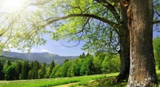 Khi cuộc đời suy sụp, hãy sống như cây xanh