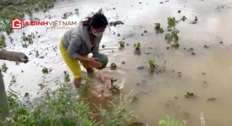 Giải cứu gần 100 tấn dưa hấu Quảng Nam bị lũ nhấn chìm