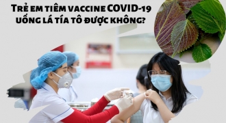Trẻ em tiêm vaccine Covid-19 uống lá tía tô được không?