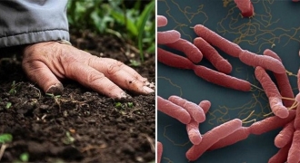 Bệnh “vi khuẩn ăn thịt người” nguy hiểm như thế nào, ai dễ mắc bệnh?