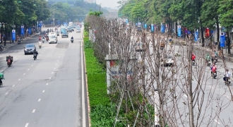 Hà Nội thay thế loạt cây già cỗi, không đạt thẩm mỹ trên các tuyến phố