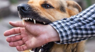 Từ đầu năm cả nước có 60 người tử vong do chó dại cắn