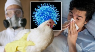 Mọi điều cần biết về virus H5N1, có thể nghiêm trọng hơn 100 lần so với đại dịch COVID-19