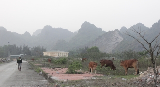Quảng Ninh: Khu tái định cư tiền tỷ do Công ty than Núi Béo đầu tư xây dựng trở thành nơi...chăn bò