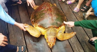 Rùa vàng nặng 80kg mắc lưới ngư dân được thả tự do về biển