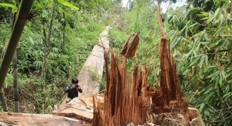 Quảng Nam: Thêm 6 cán bộ kiểm lâm bị đình chỉ công tác vì để xảy ra phá rừng ở