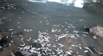 Đình chỉ hoạt động nhiều cơ sở sản xuất bột sắn do liên quan đến vụ cá chết hàng loạt ở Quảng Ngãi