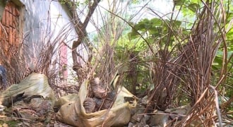 Thanh Hóa: Hàng ngàn cây keo giống trồng rừng bị vứt bỏ