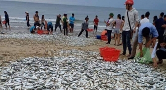 Hà Tĩnh: Cá dạt trắng bờ, người dân 
