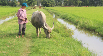 Quảng Bình: Yêu cầu chấm dứt thu phí chăn thả trâu, bò của nông dân