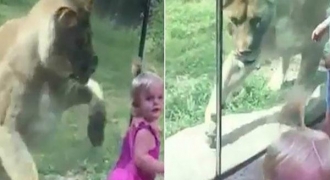 Xem xong clip này, chắc hẳn nhiều ông bố, bà mẹ không muốn cho con đi vườn thú nữa