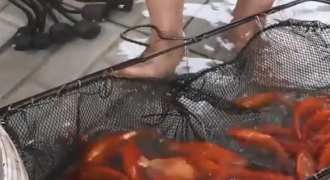 Hàng chục tấn cá chép đỏ ở Phú Thọ nườm nượp ra chợ