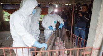 Nhiều trường học ở Hà Nội tạm dừng sử dụng thịt lợn vì dịch lan rộng