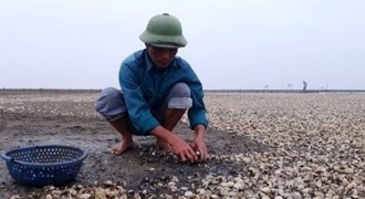 Người dân vùng biển Thanh Hóa điêu đứng vì ngao chết hàng loạt chưa rõ nguyên nhân