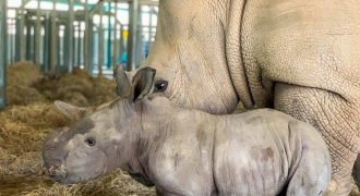 Vinpearl Safari Phú Quốc - 17 ngày đón 2 cá thể tê giác quý chào đời