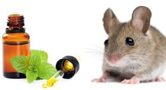 5 mẹo đuổi chuột tự nhiên không cần dùng thuốc