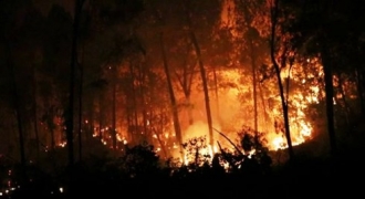 Nghệ An: Một phụ nữ tử vong khi tham gia chữa cháy rừng